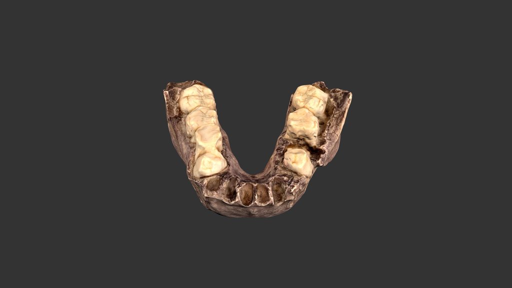 Australopithecus africanus (2501.1rp40)
