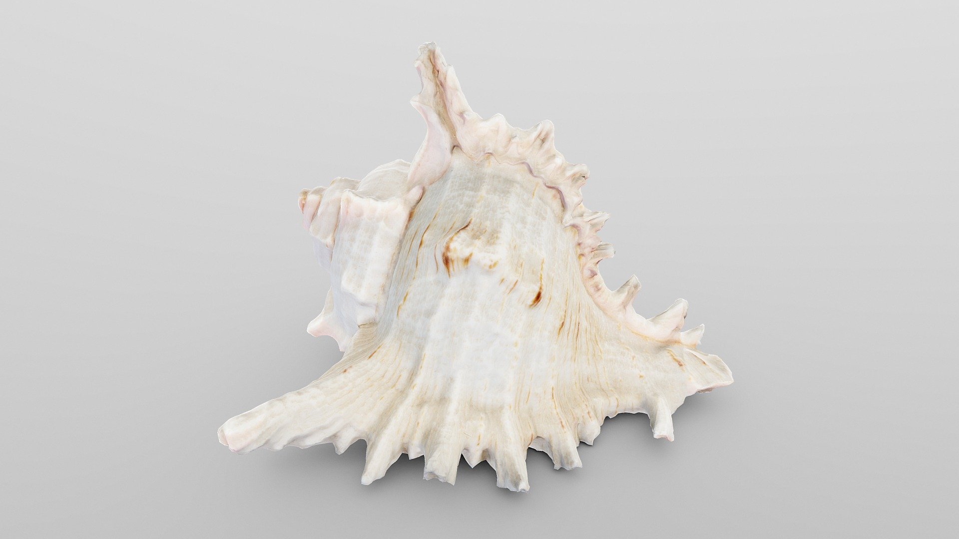 Murex Sea Shell - Buy Royalty Free 3D Model By Drakery [81efba4 ...