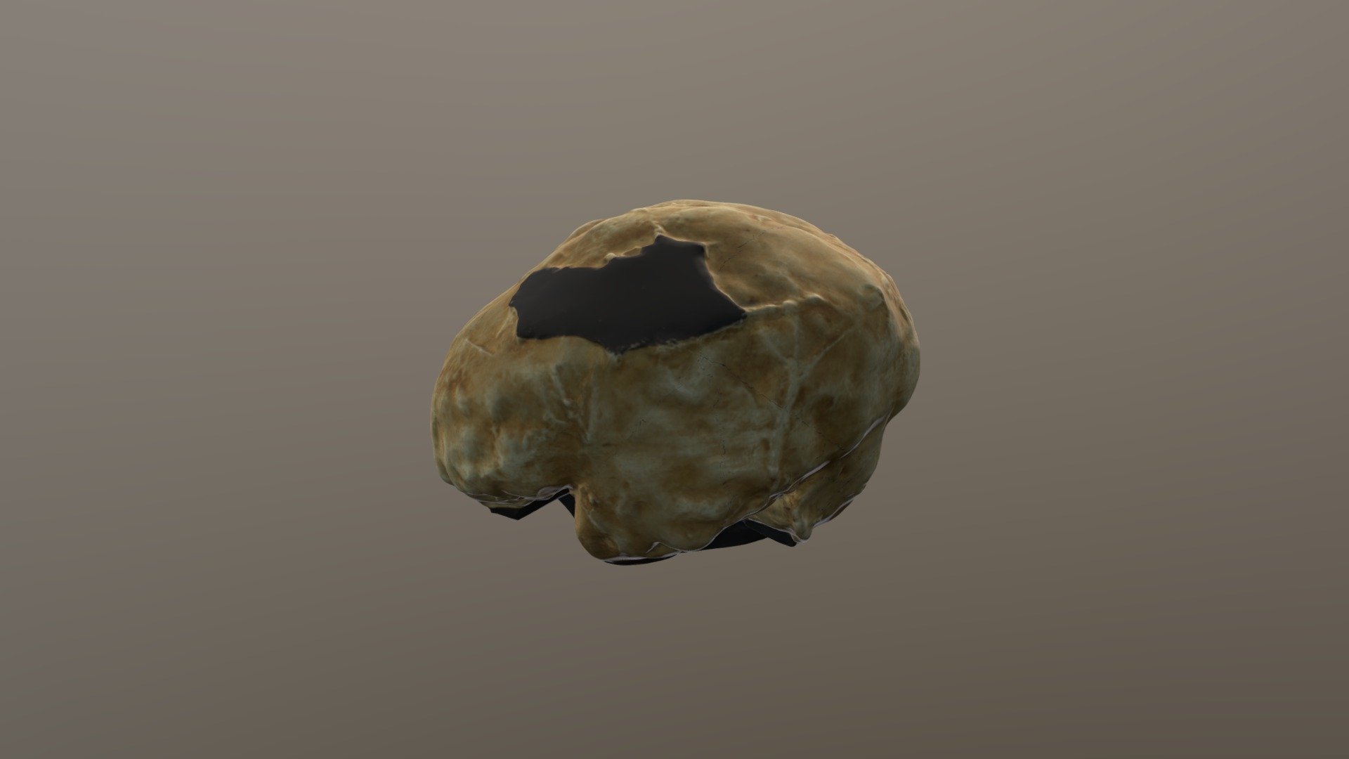 Endocrane Homo néanderthalensis