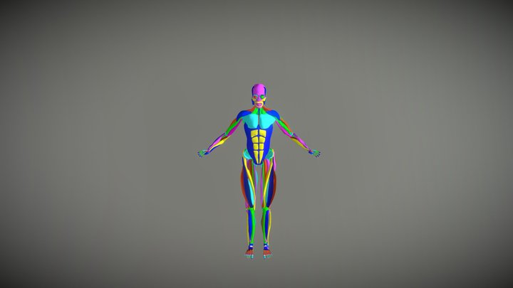Estudio anatomía 3D Model