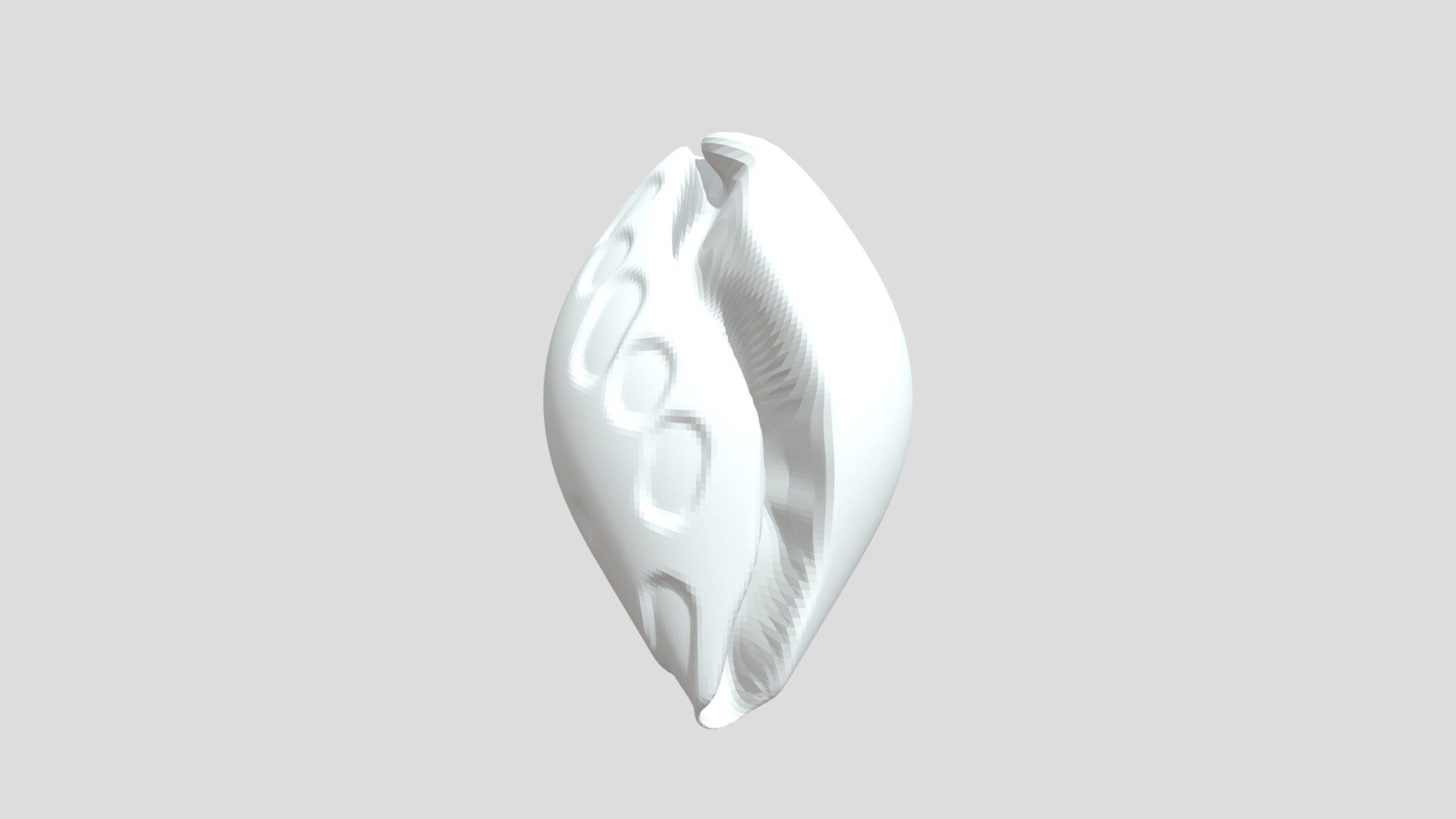 Conchshell