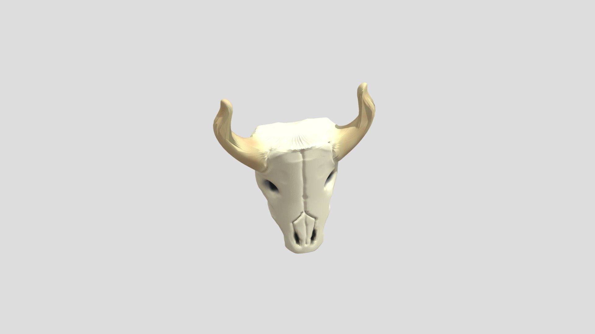 Cattle Skull