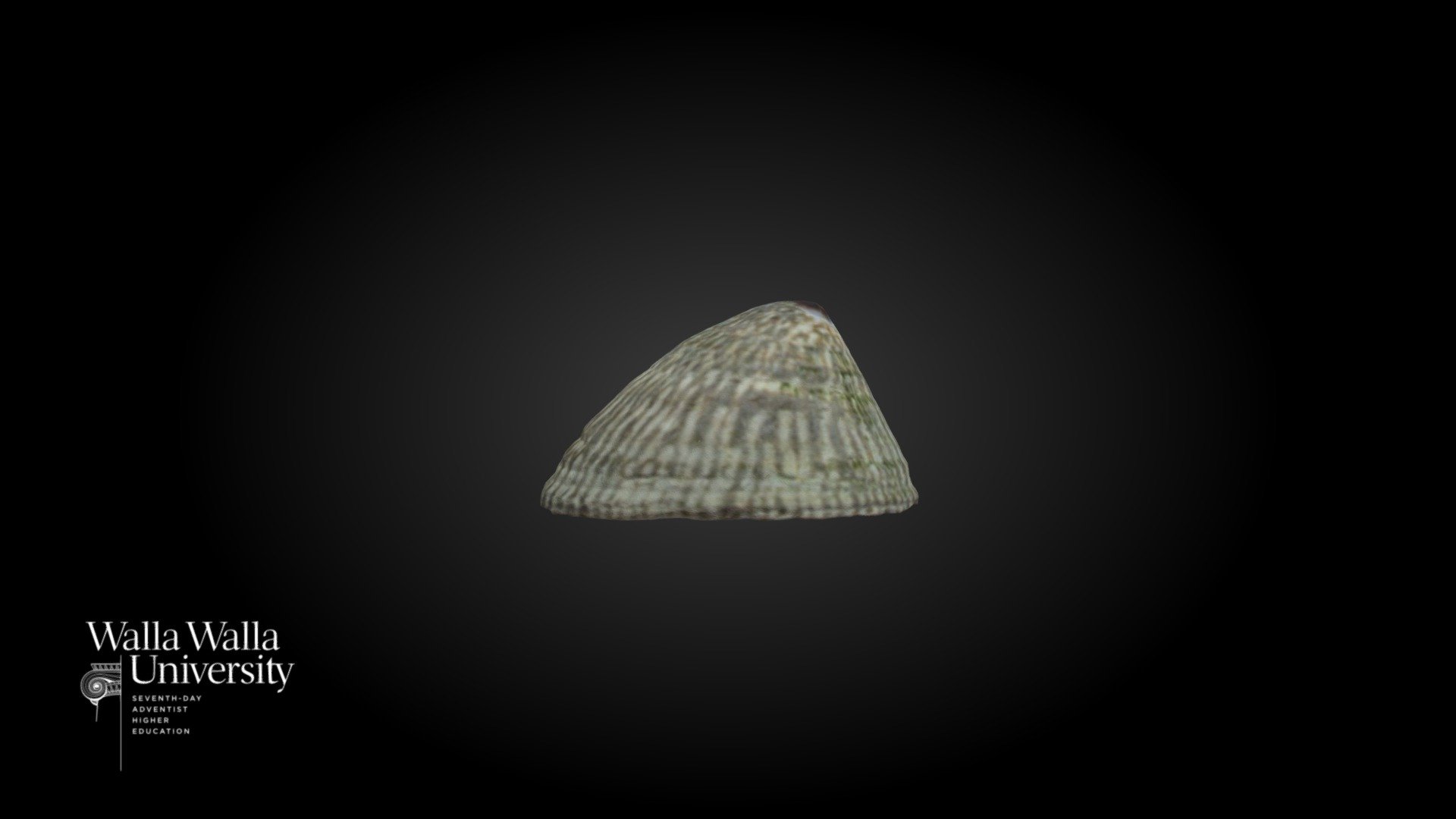 Masked Limpet shell (Tectura persona)