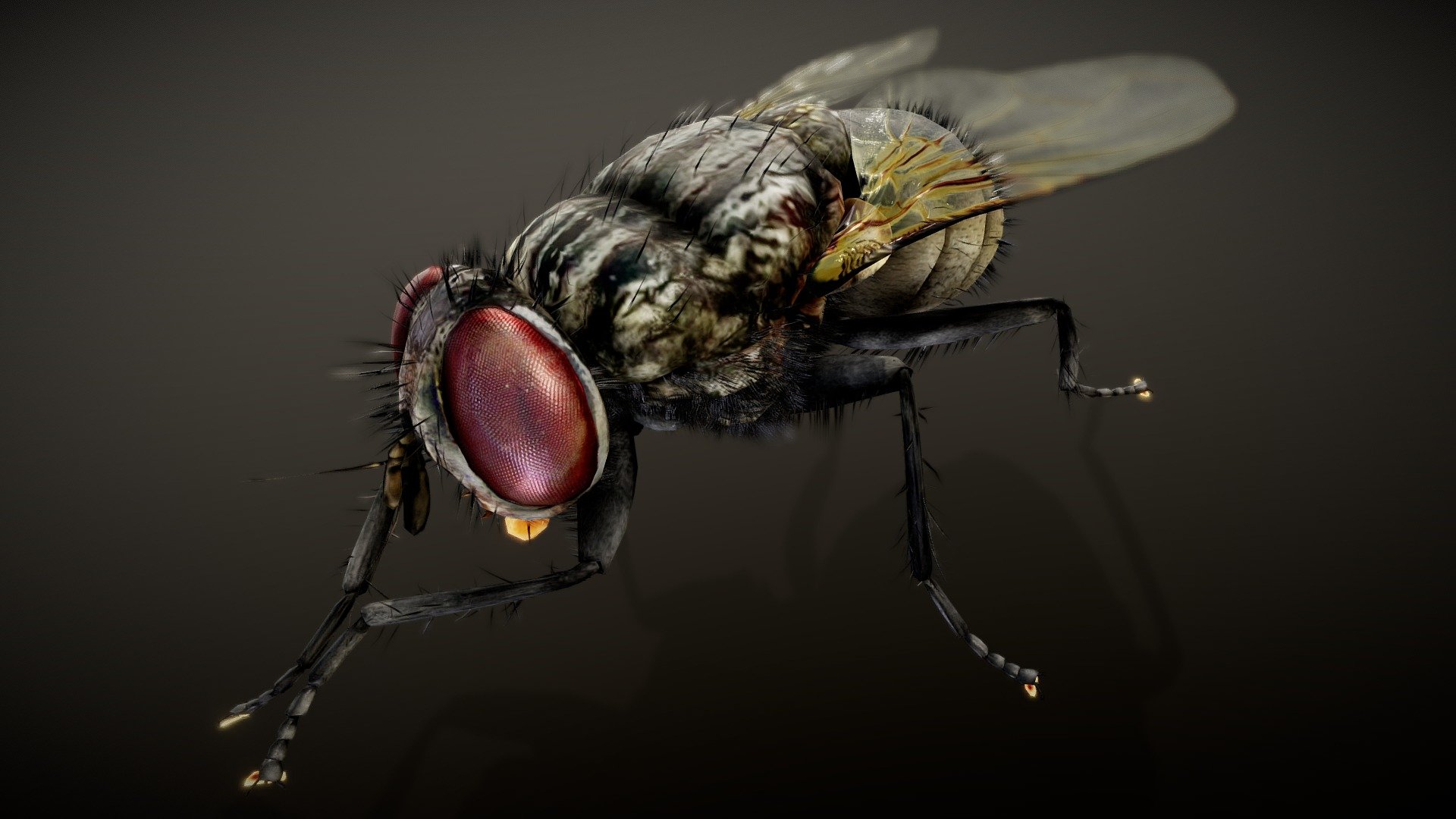 HouseFly - Buy Royalty Free 3D model by Boycraft [81f9692] - Sketchfab ...