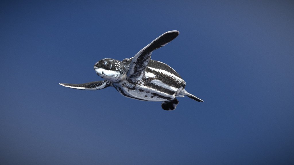 Model 74A - Juvenile Leatherback Sea Turtle