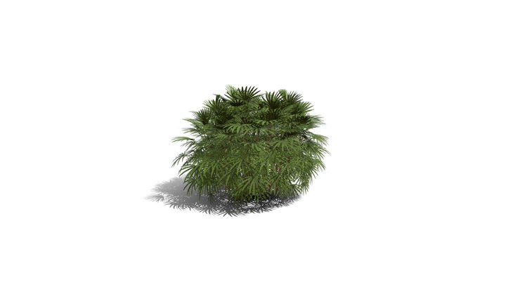 Realistic HD Bamboo palm (13/30) 3D Model