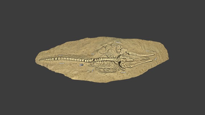 Fossil Whale MPC 677 – Free 3D Model STL