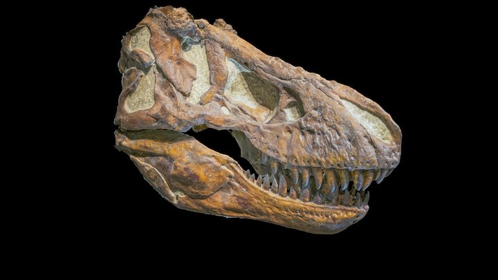 Tyrannosaurus rex skull 3D Model