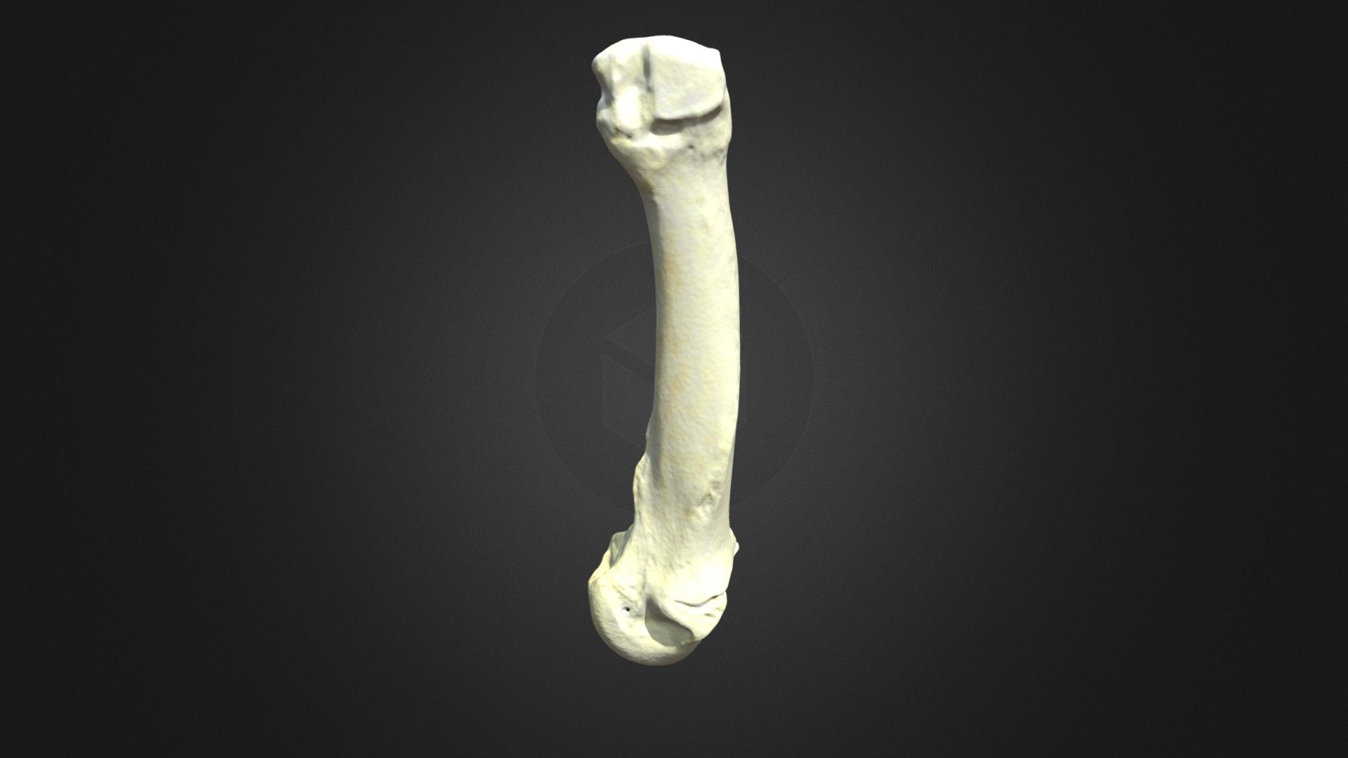 G. gorilla gorilla, metacarpus 4 (left forelimb)