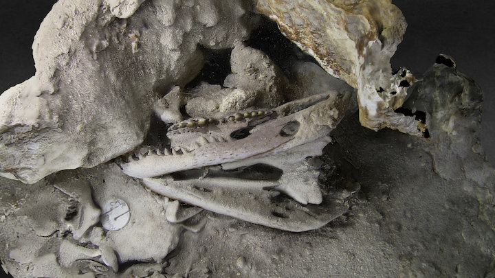 Skull of an ancient crocodile 3D Model