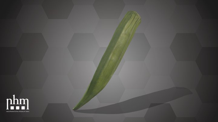 Bhindi (NHMW-AFW-DING-0046-017)