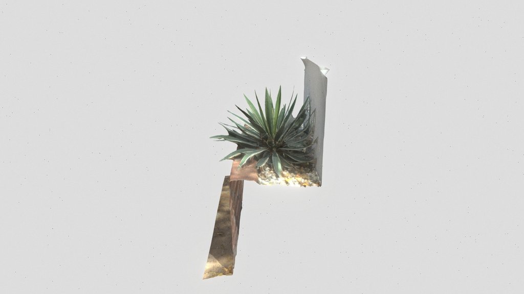 Agave angustifolia