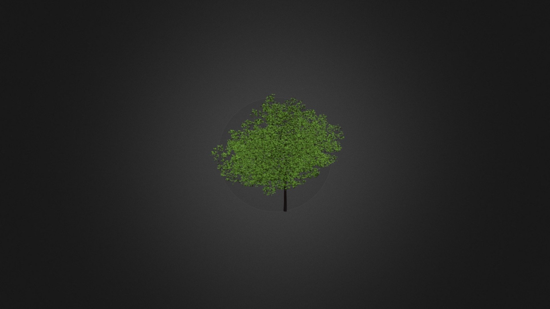 Cherry Tree 3D Model 6.5m