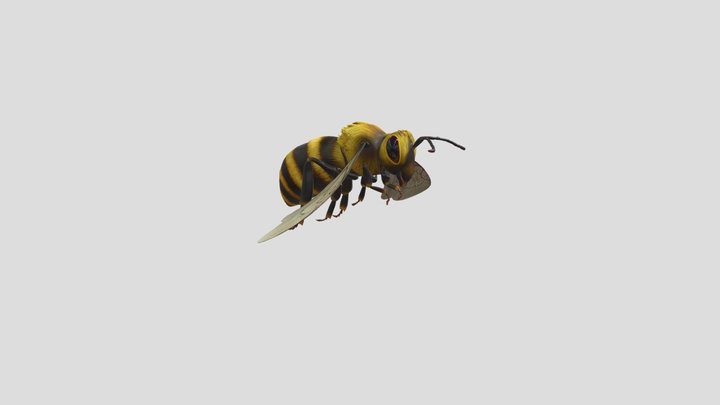 Bee 3D Model