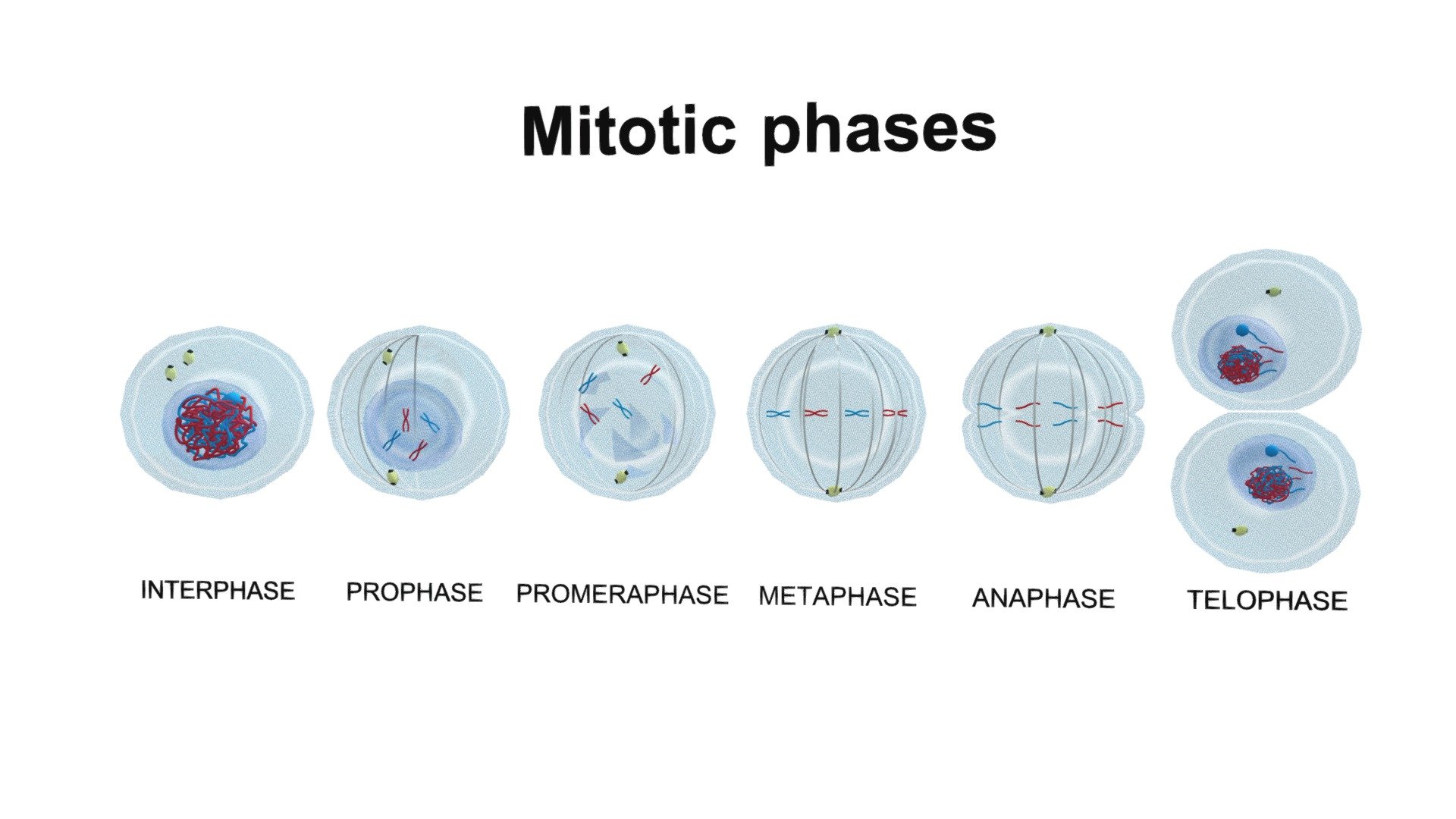 Meiosis