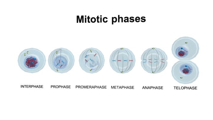 Mitosis stages. cell division 3D Model