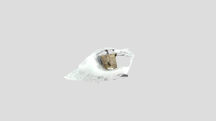 Actinoceras species Cephalopods 3D Model
