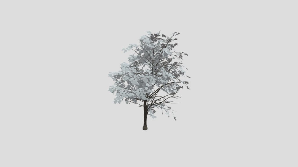 Broadleaf Dense Tree Young Tall