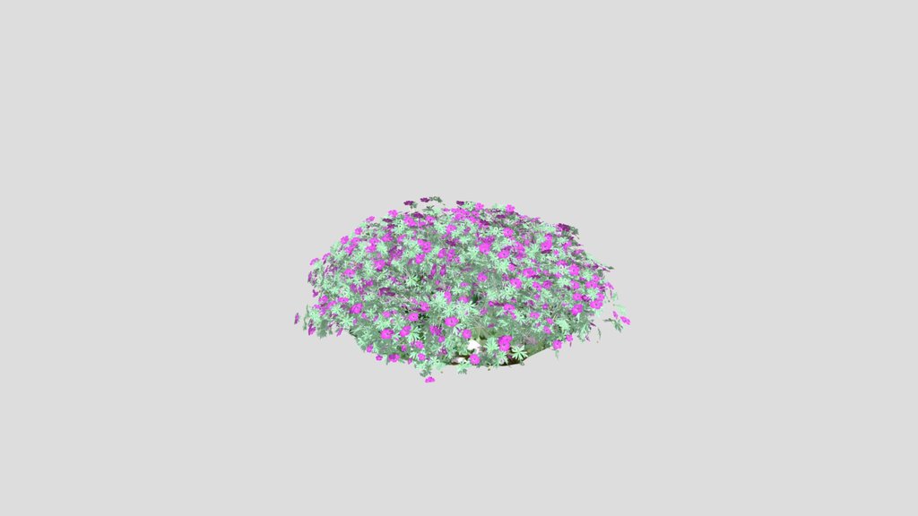 Geranium Max Frei