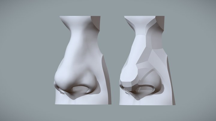 Shapes & Planes of the Nose 3D Model