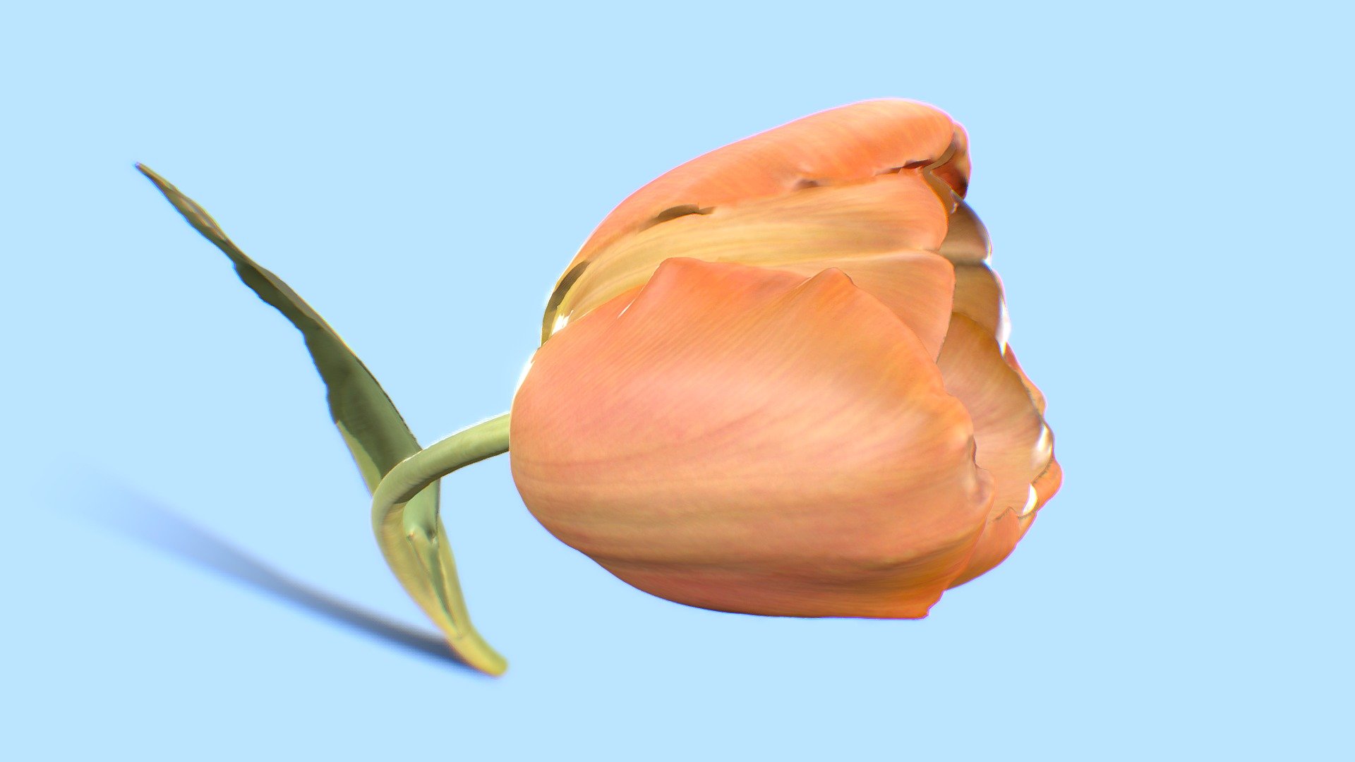 Orange Tulip