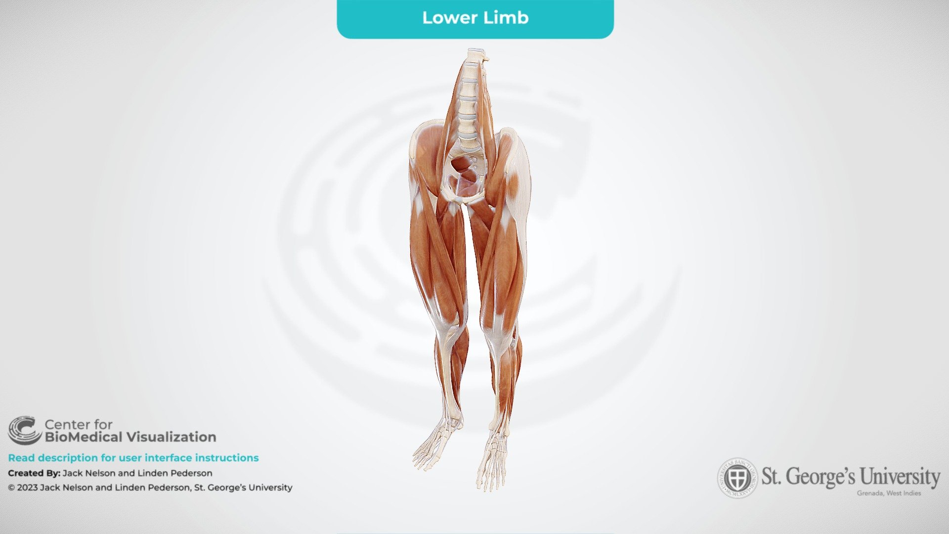 Lower Limb by Compartment - 3D model by The Center for BioMedical ...