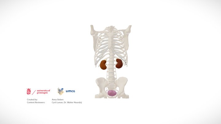 Urinary tract – Modello 3D gratuito STL