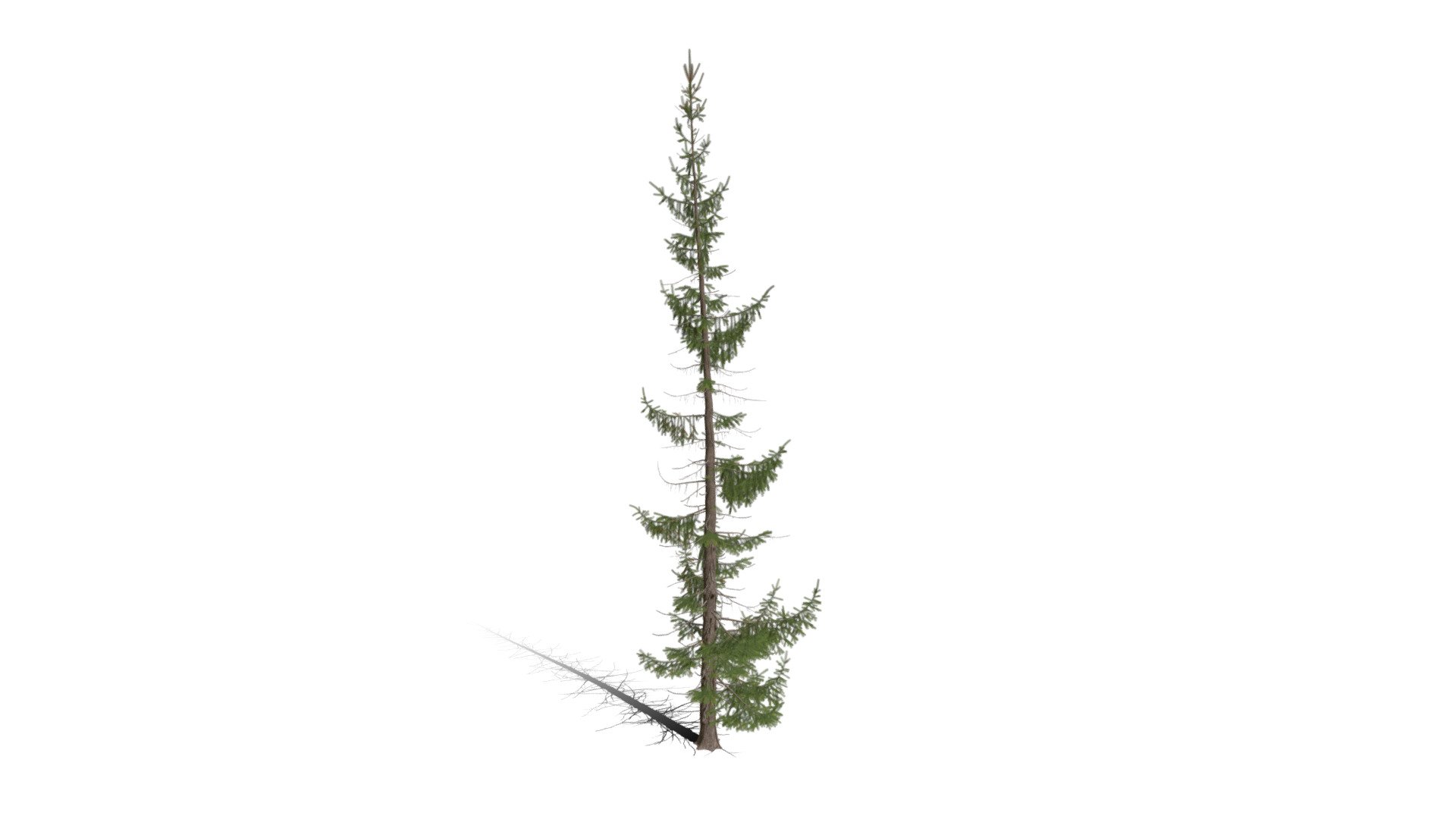 Realistic HD Norway spruce (34/43) - Download Free 3D model by ...