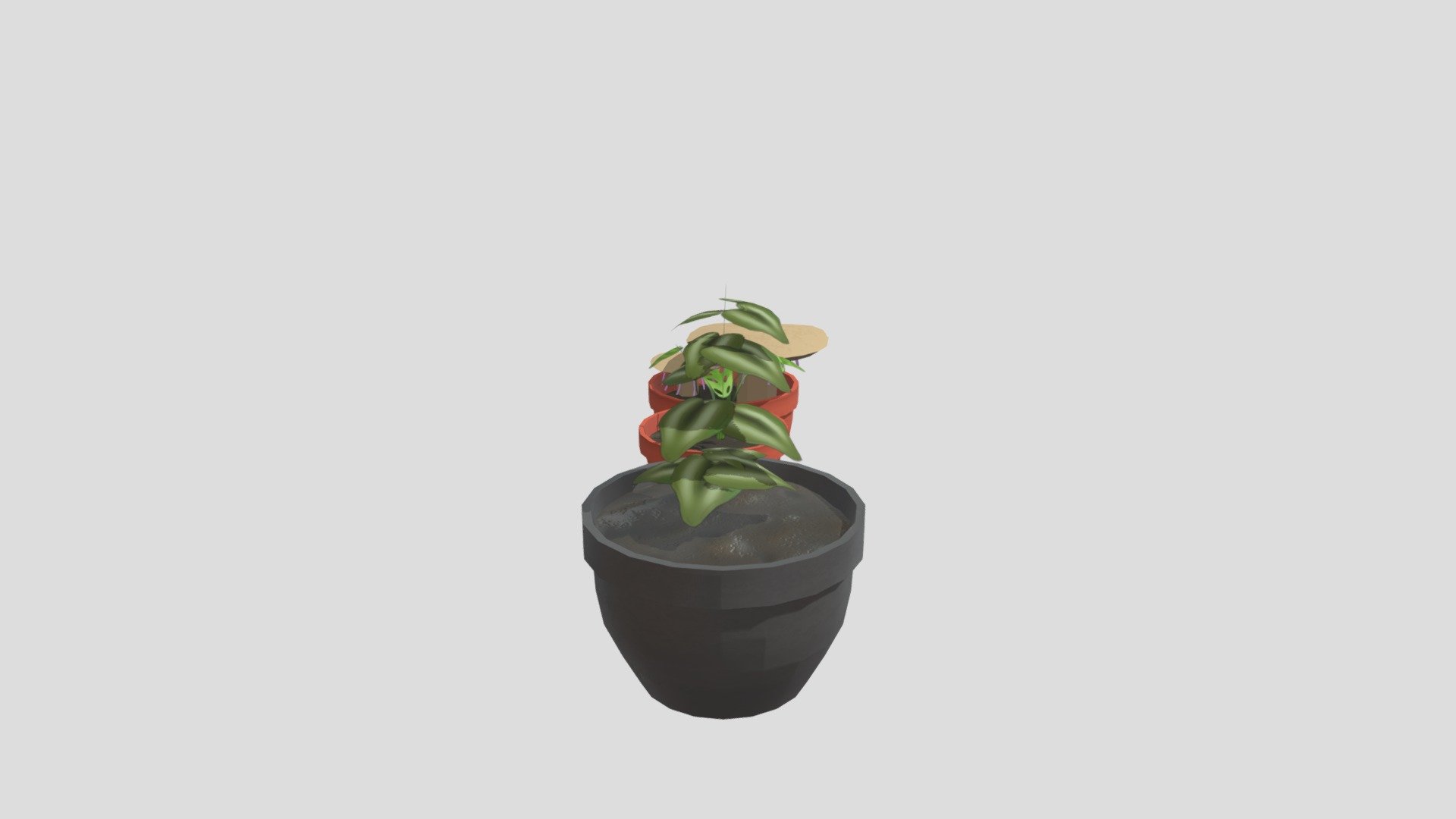 3 Plants in pots