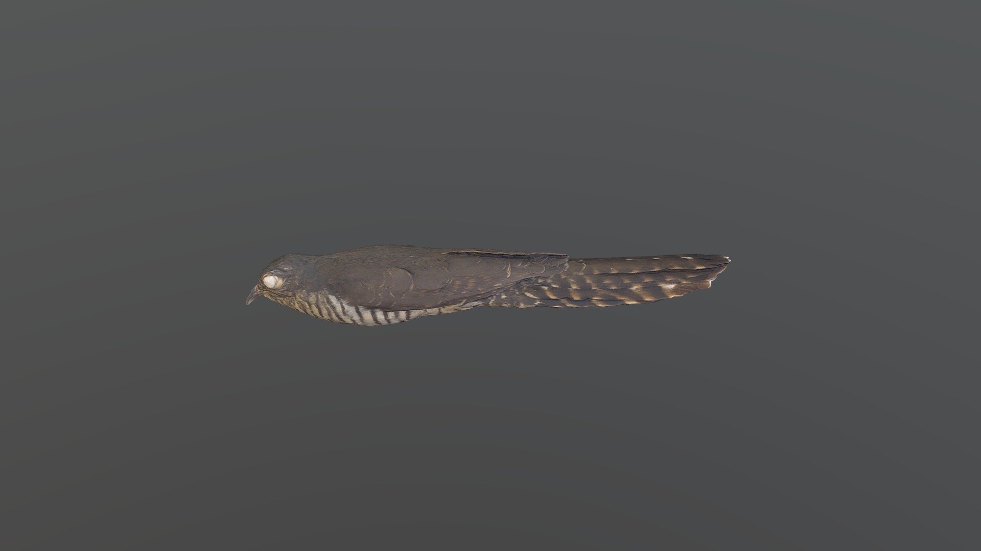 Dusky Long-tailed Cuckoo - Cercococcyx mechowi