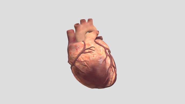 Modélisation du cœur 3D Model