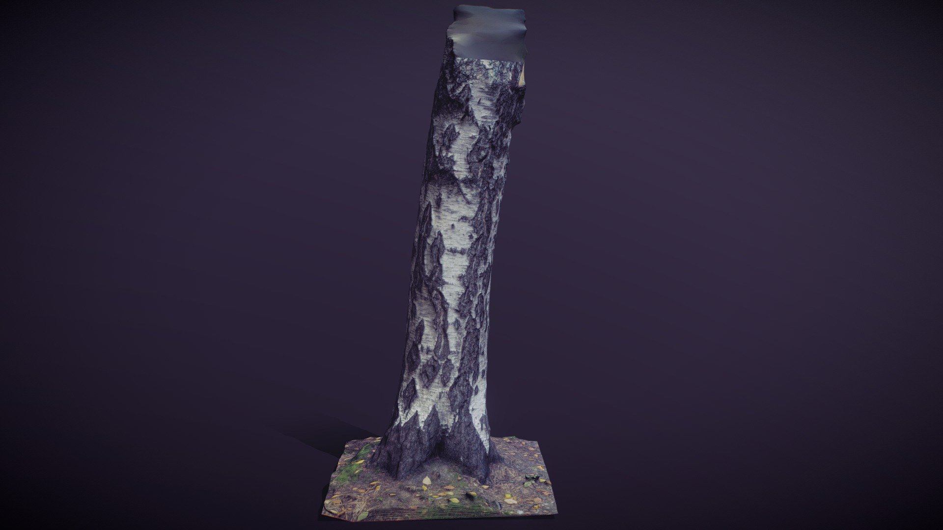 Birch trunk[RAW]