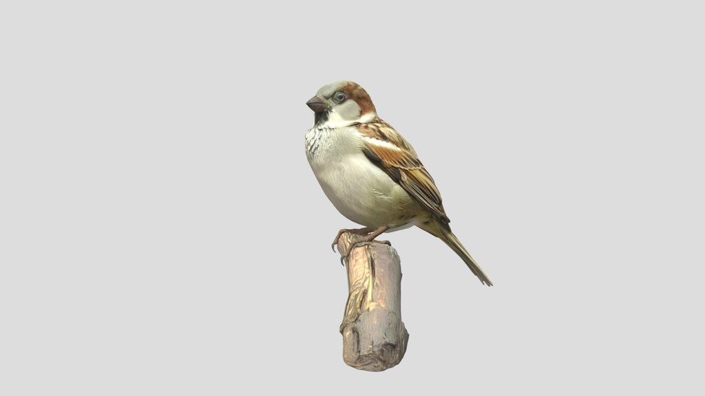 Perching Sparrow (meshy)
