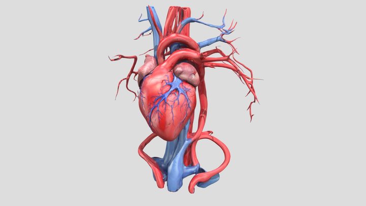 Human Heart Anatomy 3D Model