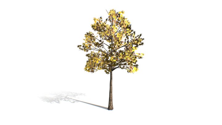 Maple tree 3D Model