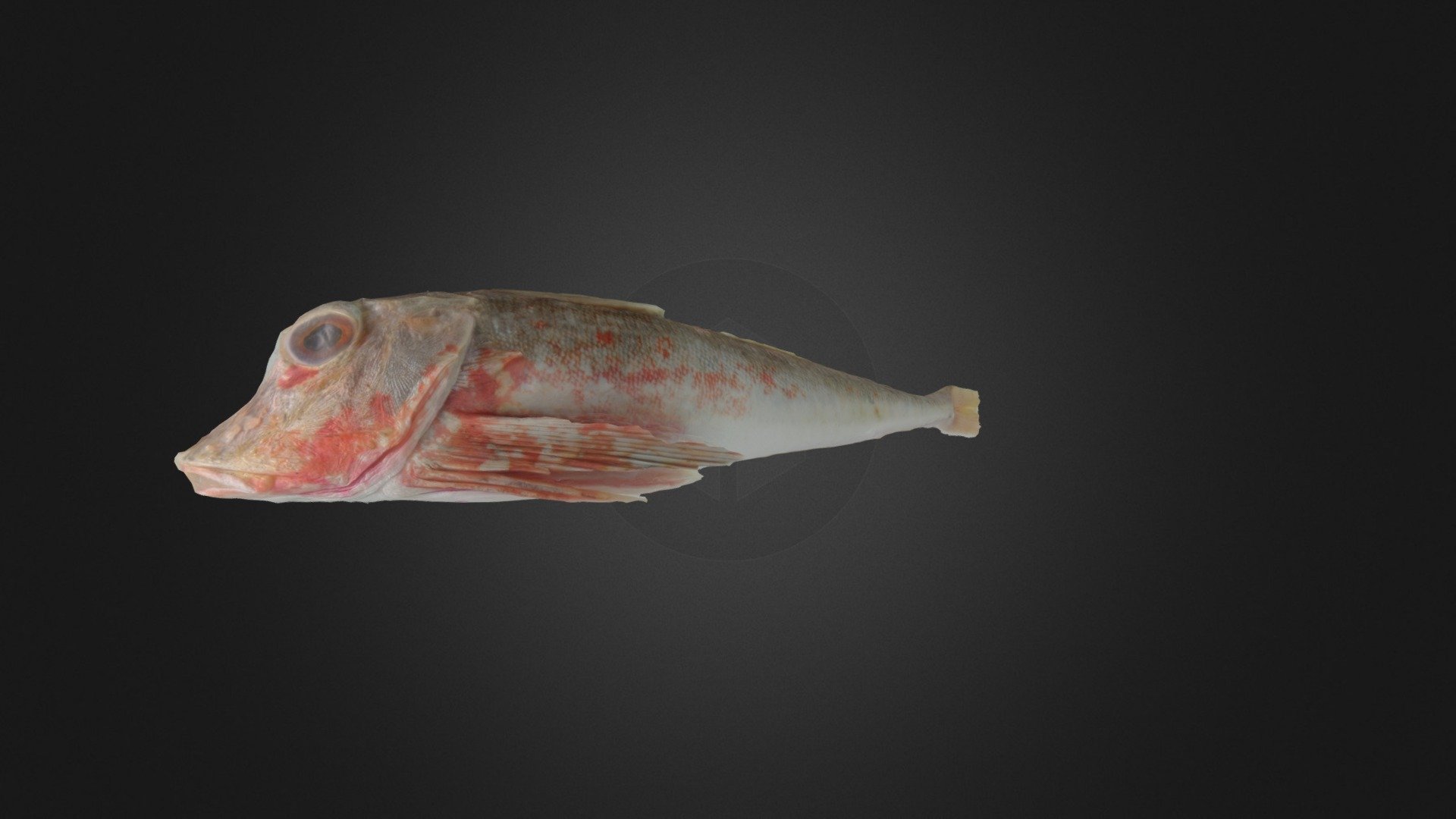 Red gurnard