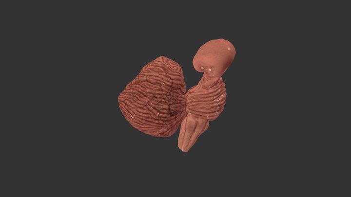 Cerebellum 3D Model