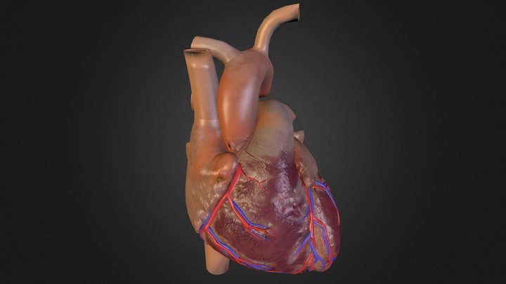 Celek srdce 3D Model