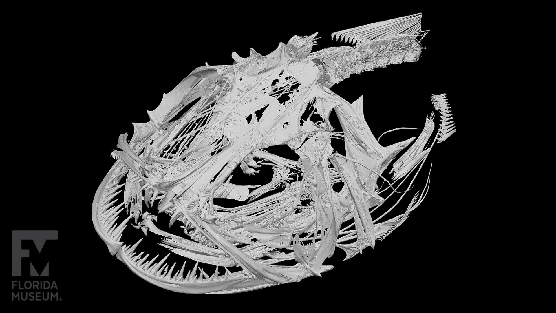 Anglerfish CT Scan, Lophiidae - 3D model by FloridaMuseum [8243034 ...