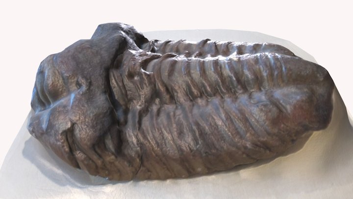 Trilobyte 3D models Sketchfab