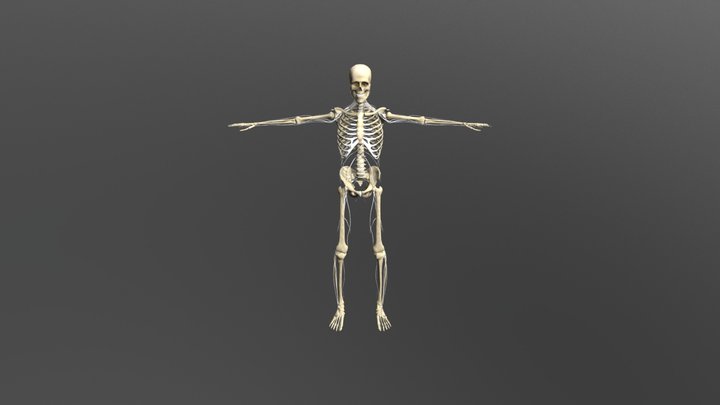 Skeletal Nervous Very Low Poly 3D Model