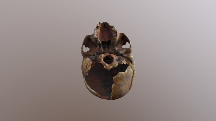 Skull 3D Model