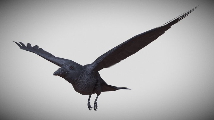 Lowpoly crow 3D Model