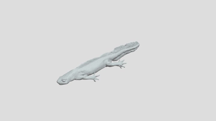 Smooth Newt V1