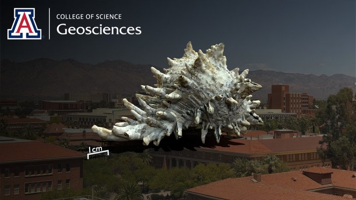 Muricanthus Nigritus (Philippi, 1845) 3D Model