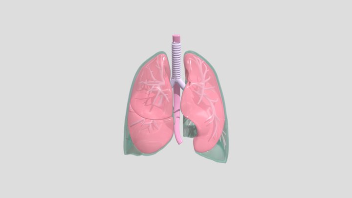 The Lungs and Pleura 3D Model