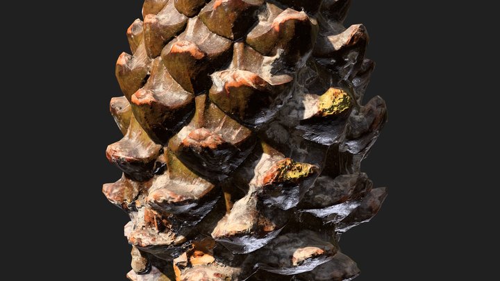 Pine Cone Small 3D Model