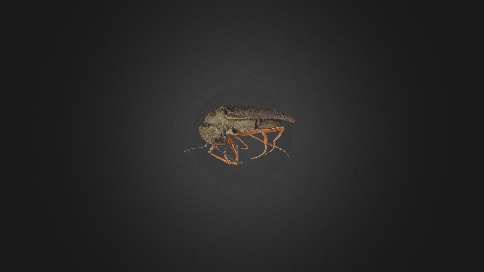 Blister Beetle