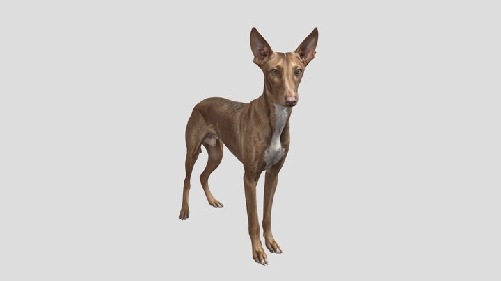Golden-Eared Hound Dog 3d Model Free 3D Model