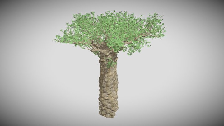 Madagascan Baobab Tree 3D Model